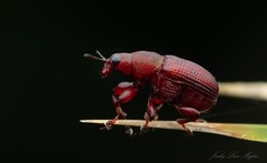 Euops falcata