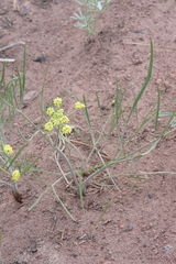 Lomatium simplex
