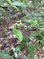 Psychotria loniceroides