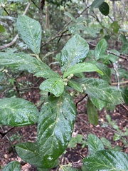 Psychotria loniceroides