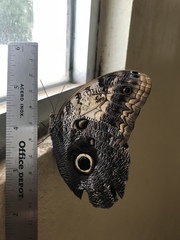Caligo telamonius memnon