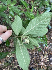Psychotria loniceroides