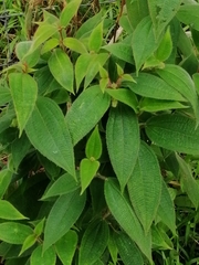 Miconia crenata