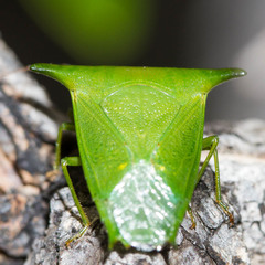 Rhynchocorini