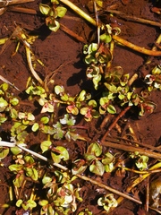 Veronica americana