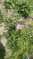 Cosmos bipinnatus
