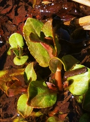 Veronica americana