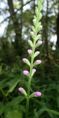 Physostegia pulchella
