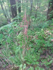 Astilbe biternata