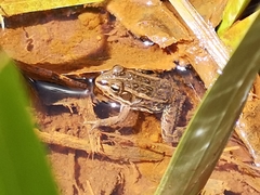 Pelophylax porosus porosus