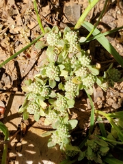 Psilocarphus tenellus