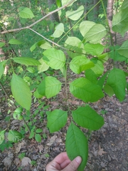 Fraxinus biltmoreana