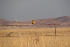 Sturnella magna lilianae