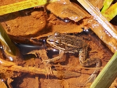 Pelophylax porosus porosus