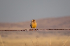 Sturnella magna lilianae