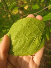 Fraxinus biltmoreana