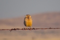 Sturnella magna lilianae