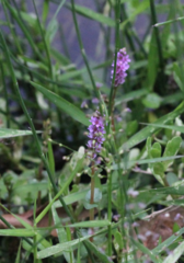Rotala rotundifolia