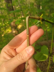 Fraxinus biltmoreana