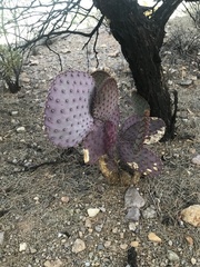 Opuntia santa-rita