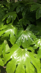 Fatsia japonica