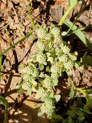 Psilocarphus tenellus