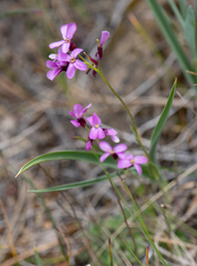 Arabis aculeolata
