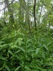 Physostegia pulchella