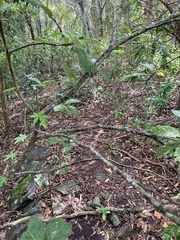 Psychotria loniceroides