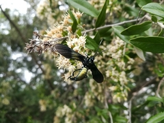 Macrocneme chrysitis