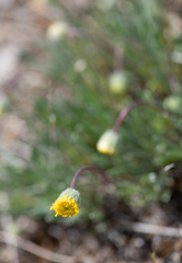 Erigeron bloomeri