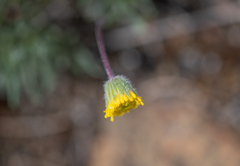 Erigeron bloomeri
