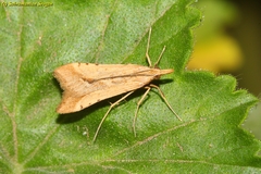 Diasemia monostigma