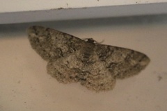 Melanolophia imitata