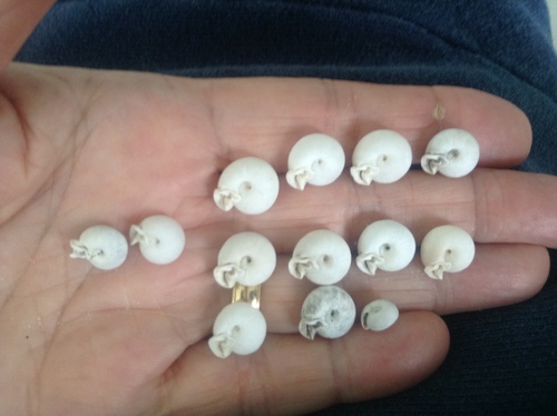 Daedalochila uvulifera image