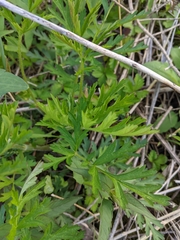 Polytaenia nuttallii