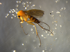 Mycetophila subspinigera