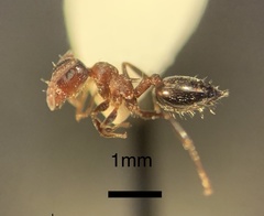 Crematogaster mutans