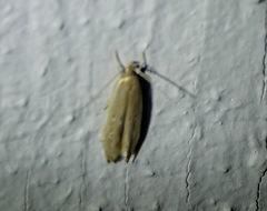 Limnaecia phragmitella