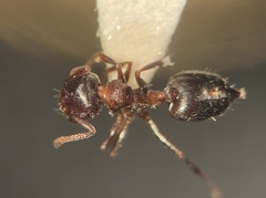 Crematogaster mutans