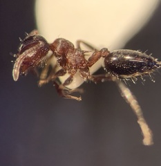 Crematogaster mutans
