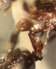 Crematogaster mutans