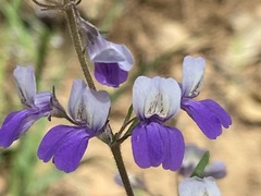 Collinsia linearis