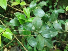 Camellia brevistyla