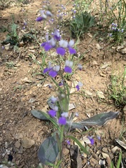 Collinsia linearis