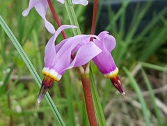 Primula pauciflora macrocarpa