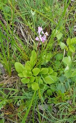 Primula pauciflora macrocarpa