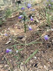 Collinsia linearis