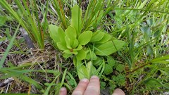 Primula pauciflora macrocarpa