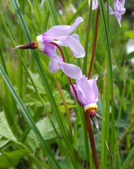 Primula pauciflora macrocarpa